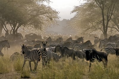 Zebra and wildebeest - part of the Great Migration
