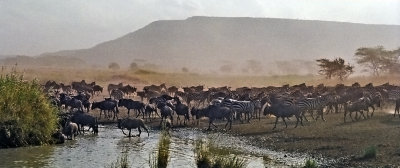 Migration at the watering hole