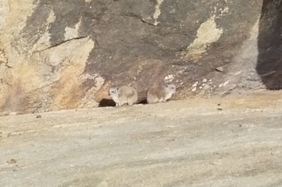 Here's what he pointed out - rock hyrax!