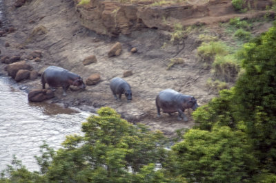Hippos on the Mara River