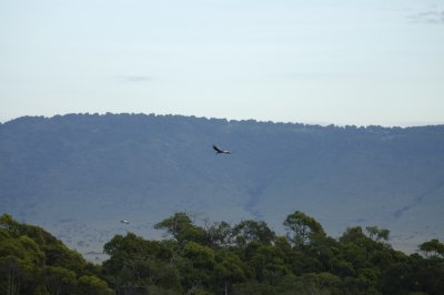 Flying free (both us & the bird!) by the escarpment