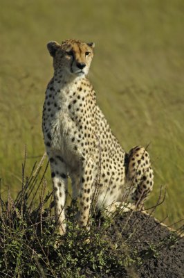 20. Masai Mara - Cheetah will sit on the mounds (or climb on the vehicles) to spot their prey