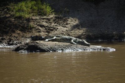 Crocodile Rock (with apologies to EJ)