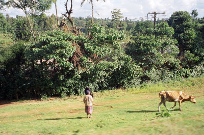 Rural scene