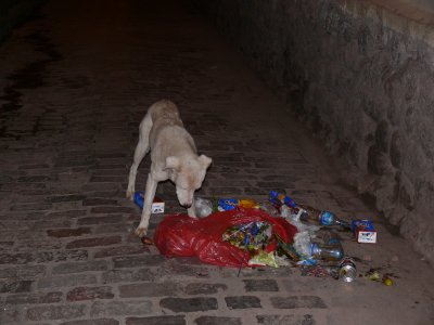 This stray dog turned down my cat treats, he preferred the garbage.