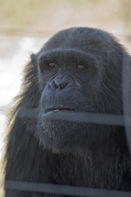 The chimps have plenty of room here and are very well treated, but, well this guy just doesn't look happy!