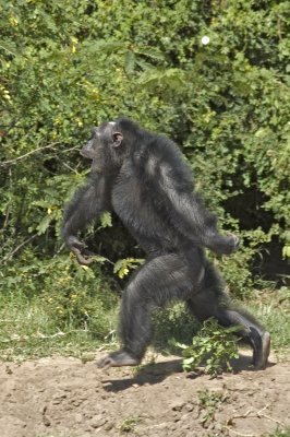 This is Amharo, he likes to throw mud at people