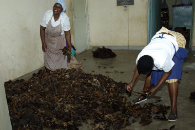 At Nanyuki Spinners and Weavers - sorting the raw wool