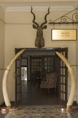 These tusks must have come from a REALLY big elephant!