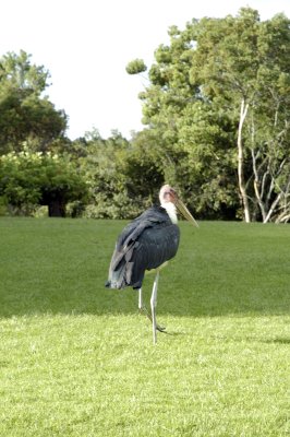 Maribou stork on the lawn