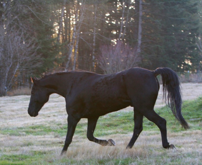 Max's Evening Shade 8 year old Tennesse Walking Horse