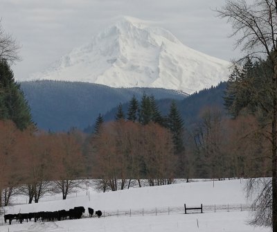 Winter pasture Mt Hood Oregon