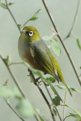 Locals call this a Waxeye     New Zealand