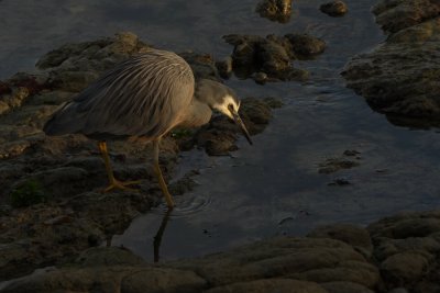 At a beach near Kaikoura.JPG