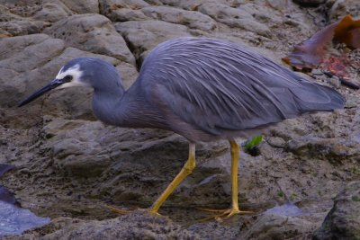 At a beach near Kaikoura 3 .JPG