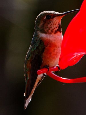 First of this years hummers .jpg