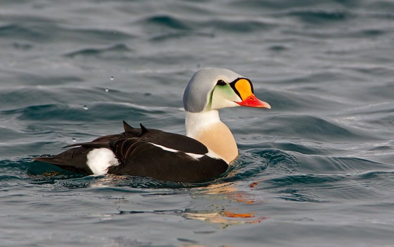 Male King Eider