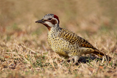 Female Bennett's Woodpecker