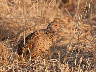 Swainson's Spurfowl