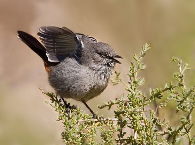 Birds of South Africa - Western Cape