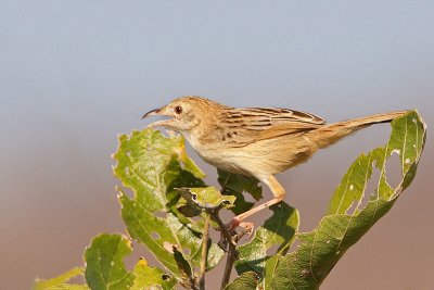 Croaking Cisticola