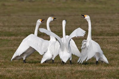 Bewick's Swans with threat-display