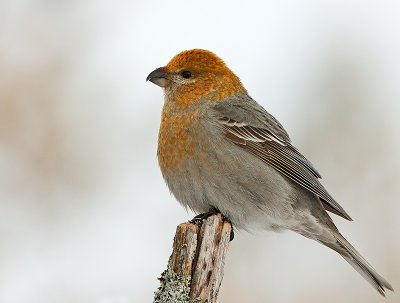 Female Pine Grosbeak