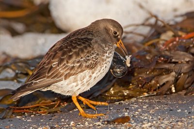 Purple Sandpiper