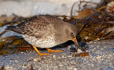 Winter birding in Finland & Varanger March 2010