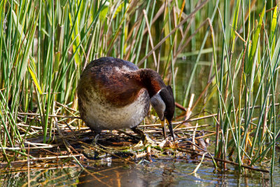 Red-necked Grebe nest-building