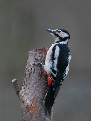 Female Great Spotted Woodpecker