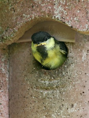Young Great Tit starts for leaving its nestbox