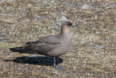 Arctic Skua