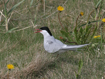 Arctic Tern