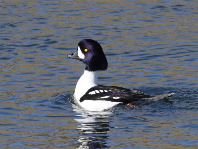 Barrow's Goldeneye