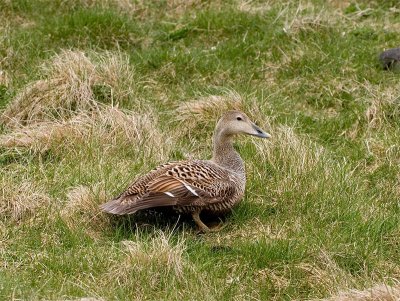 Eider