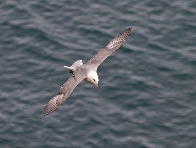 Fulmar