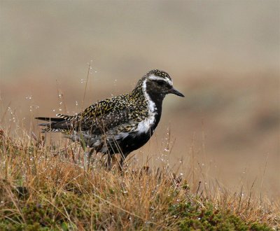 Golden Plover