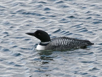 Great Northern Diver