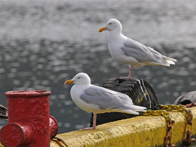 Glaucous Gull