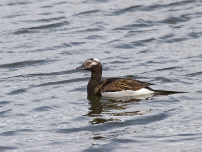 Long-tailed Duck