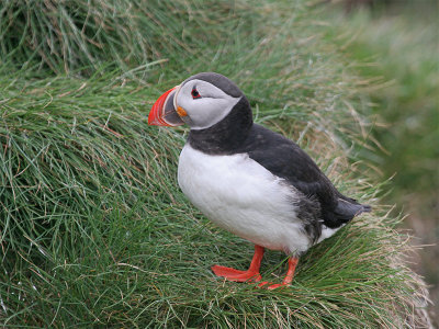 Puffin