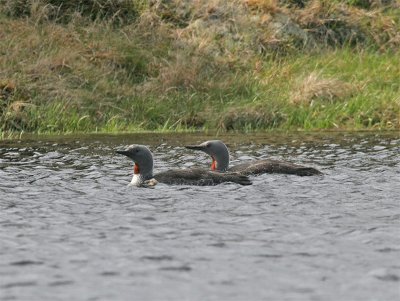 Red-throated Diver