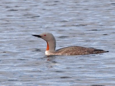 Red-throated Diver