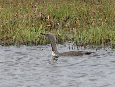 Red- throated Diver