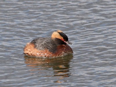 Slavonian Grebe