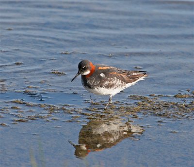 Female Red-necked Phalarope