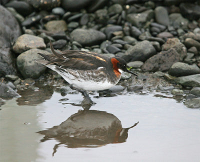 Red-necked Phalarope