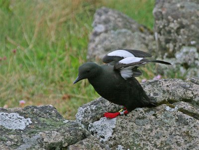 Black Guillemot.