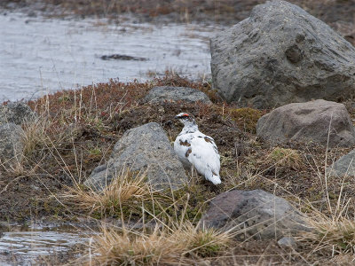 Ptarmigan